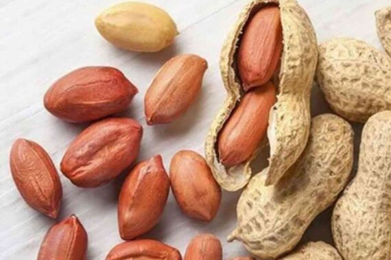كثيرًا ما يعتبر الفول السوداني نباتًا ثمينًا لعدة أسباب. إنه لذيذ ومغذي ويتمتع بفوائد صحية مذهلة. سواء كنت تستمتع بتناول الفول السوداني الخام أو استخدامه في وجبات الطعام، فإنك تستفيد من العديد من الفوائد التي يوفرها. هنا بعض فوائده: